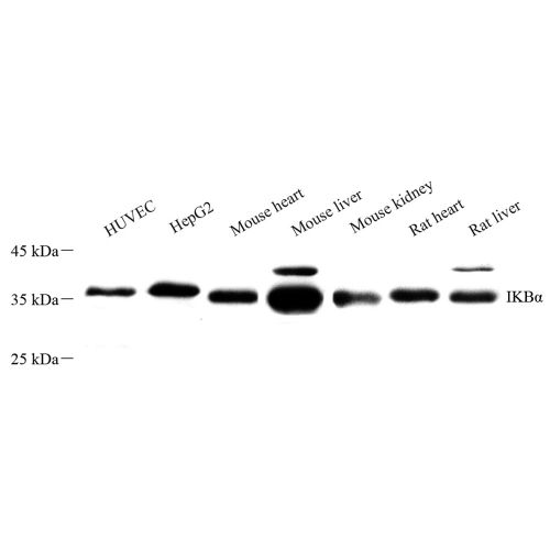 Anti -IKB alpha Rabbit pAb