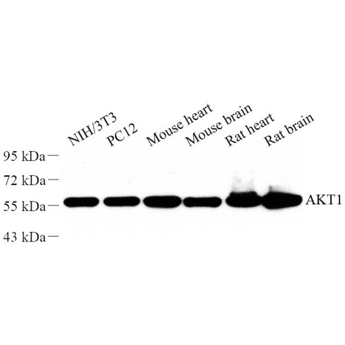 Anti -AKT1 Rabbit pAb