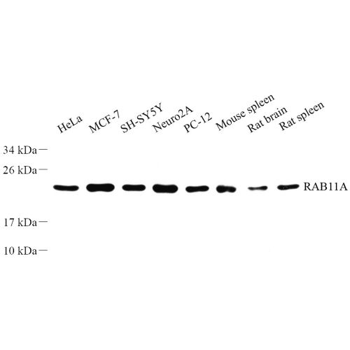 Anti -Rab11A Rabbit pAb