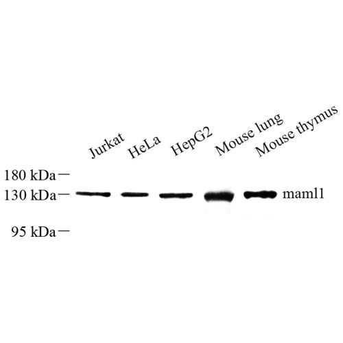 Anti -MAML1 Rabbit pAb