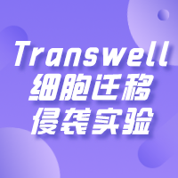 transwell迁移/侵袭实验