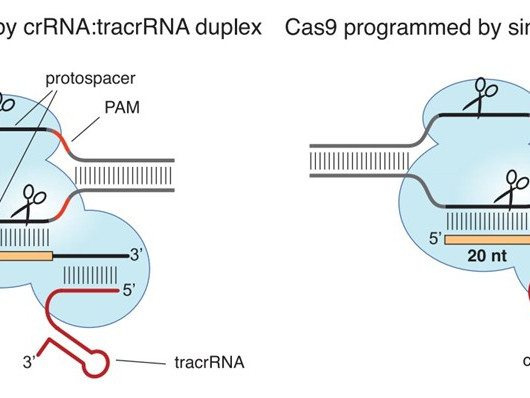 CRISPR/Cas9基因敲除
