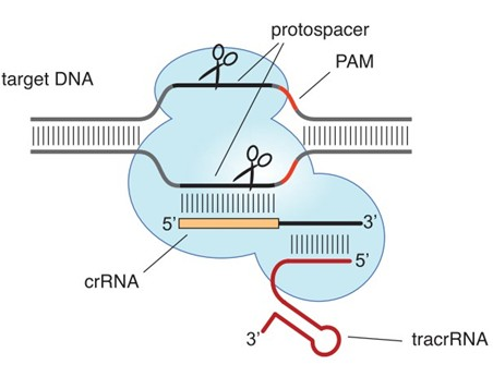 CRISPR/Cas9基因敲除