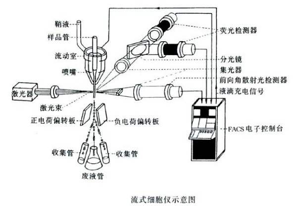 流式细胞术